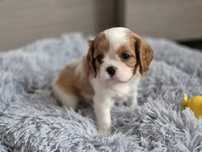 Cavalier King Charles