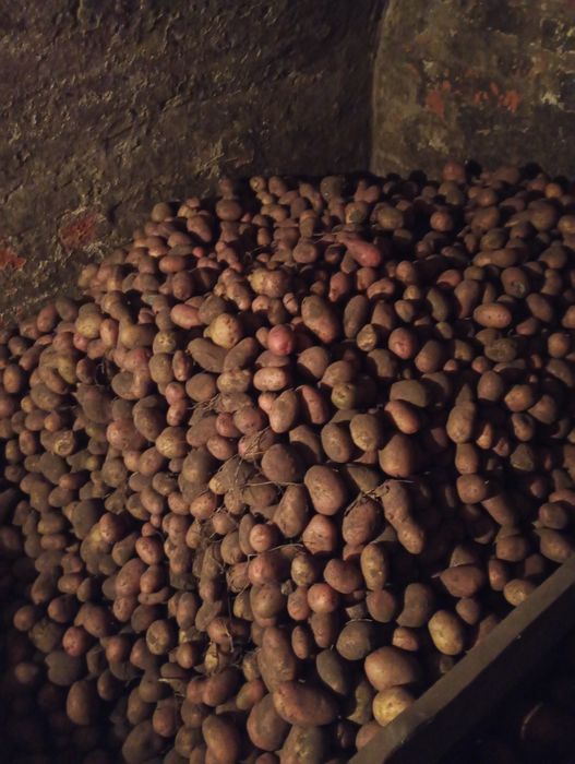 Продам мелку картоплю