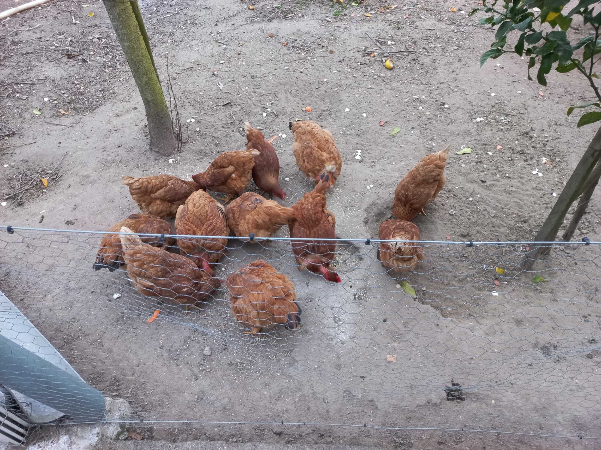 Vendo ovos caseiros de galinhas criadas ao ar livre.