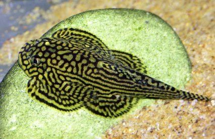 Przylga siatkowana - Sewellia lineolata