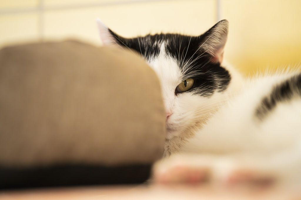 Kotka Krówka do adopcji!