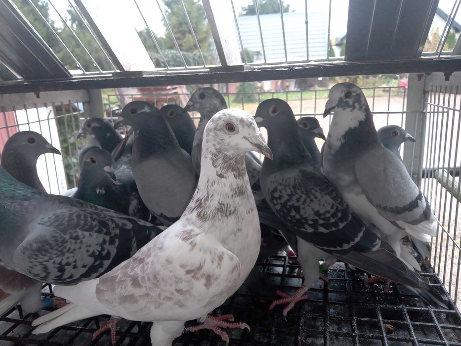 Gołębie rozpłodowe