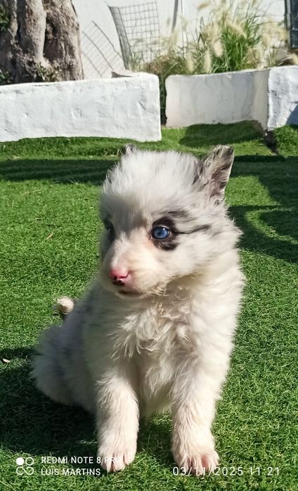 Cachorro border collie