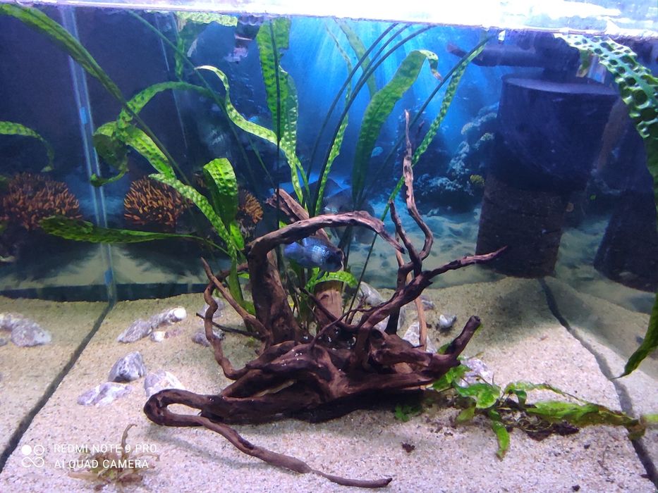 Akwarium.   kostka razem z pulka