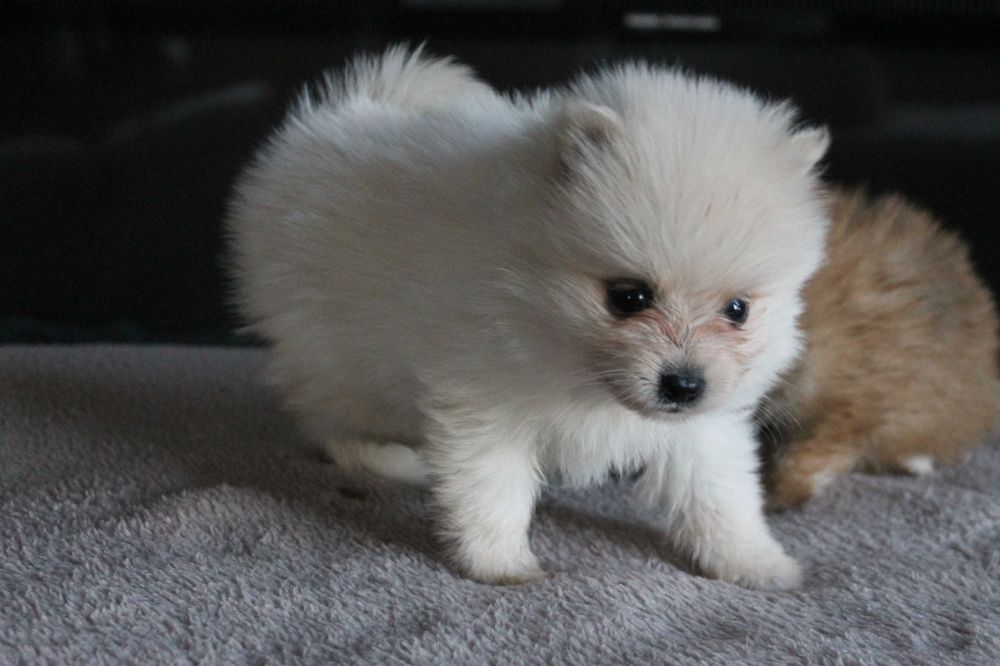 Szpic Pomeranian śliczna suczka xxs - szuka nowego domu