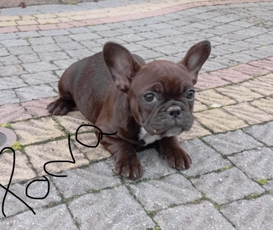 Buldog Francuski