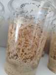 Muszki Drosophila Hydei / Melanogaster z wysyłką