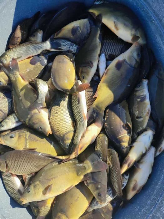 Młode karpie i narybek