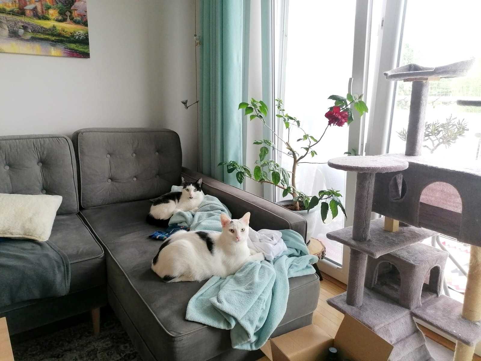 Dwa kota do adopcji ze schroniska fundacja biało czarny europejska kot
