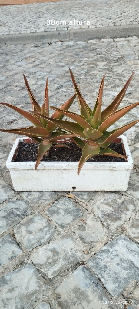 Conjunto de plantas. Em Loulé.