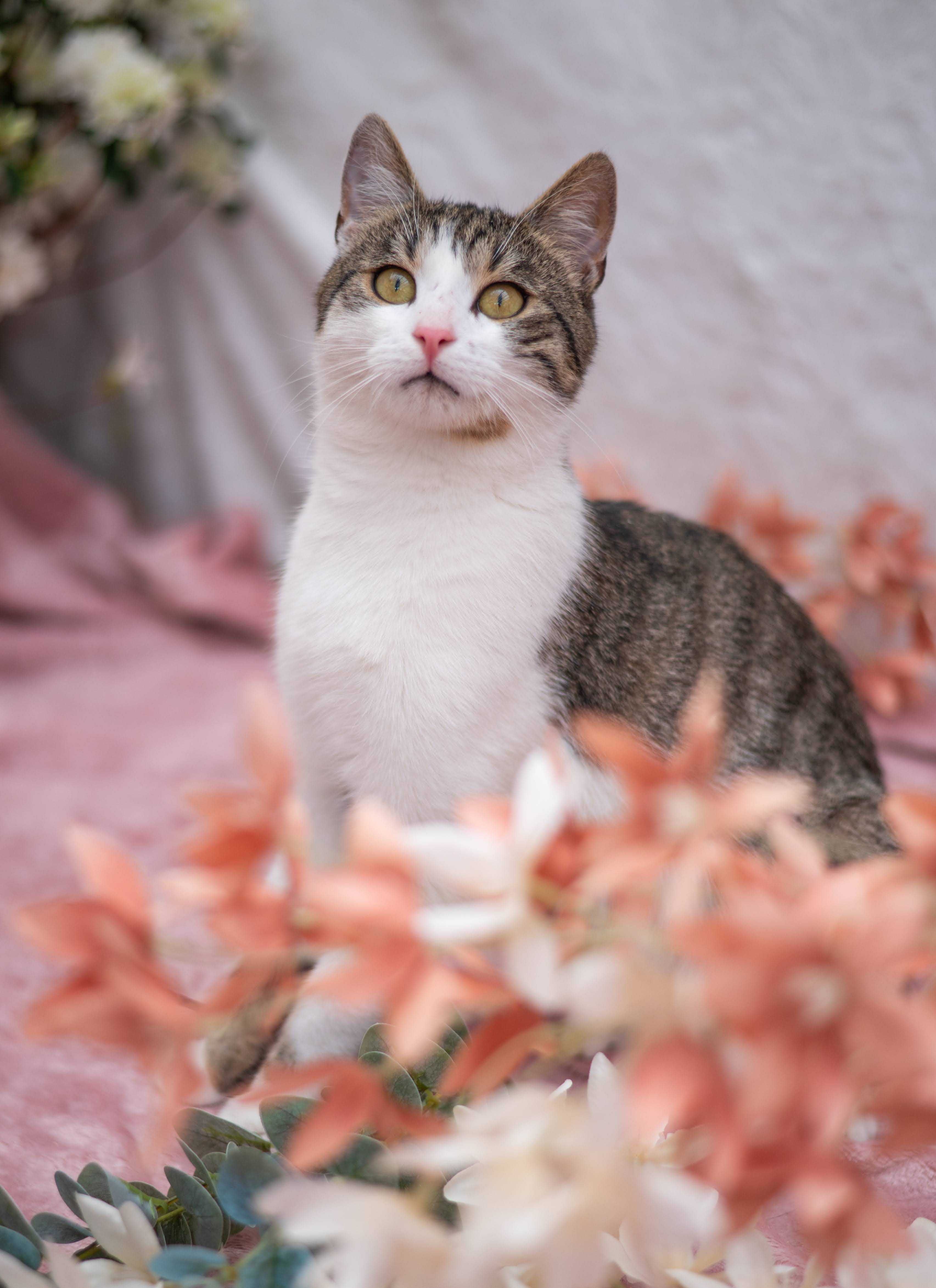 COFFEE kocur do adopcji