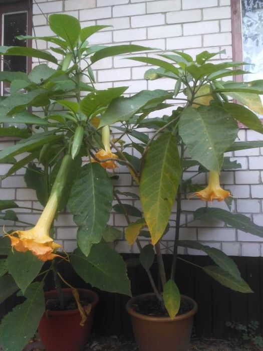 Бругмансия 2-я махровая, труби янгола подвійна квітка