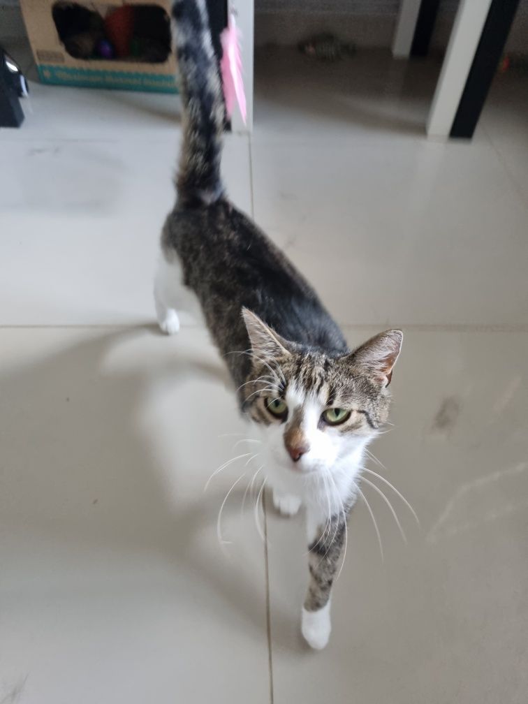 Garbek młody, kochany kocur kot do adopcji!