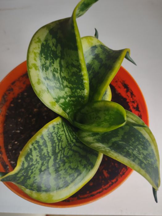 Sansevieria Twister.
