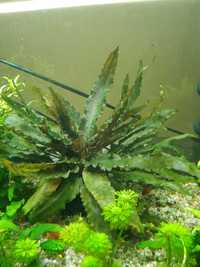 Rośliny, roślinki  do akwarium - Cryptocoryna brązowa