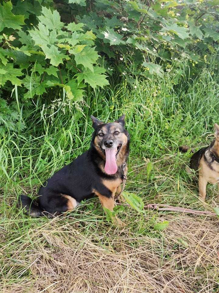 Sierotka z Radys ,7-letnia sunia Pestka szuka domu