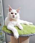 Maine Coon rudy, dymny kocurek