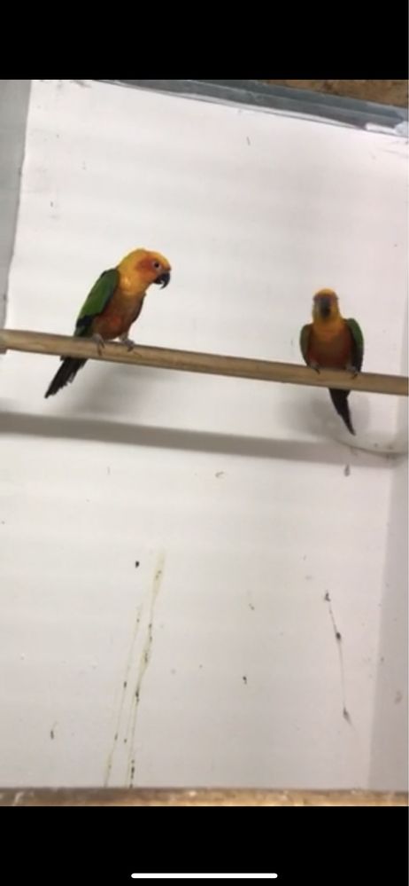 Сформированная пара попугай аратинга Яндайя  пара половозрелая