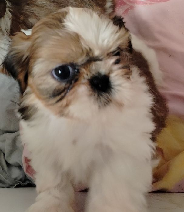 Sprzedam suczkę rasy shih tzu