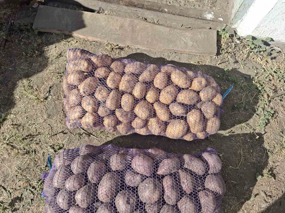 Продам картошку разных сортов