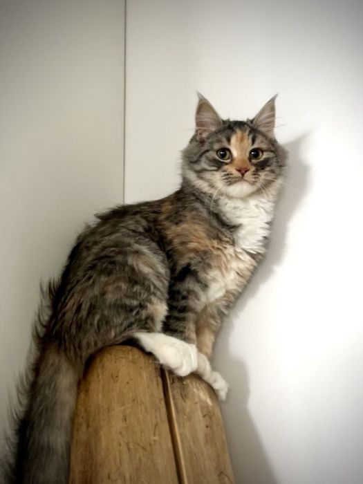 Ніжна кішечка в родину