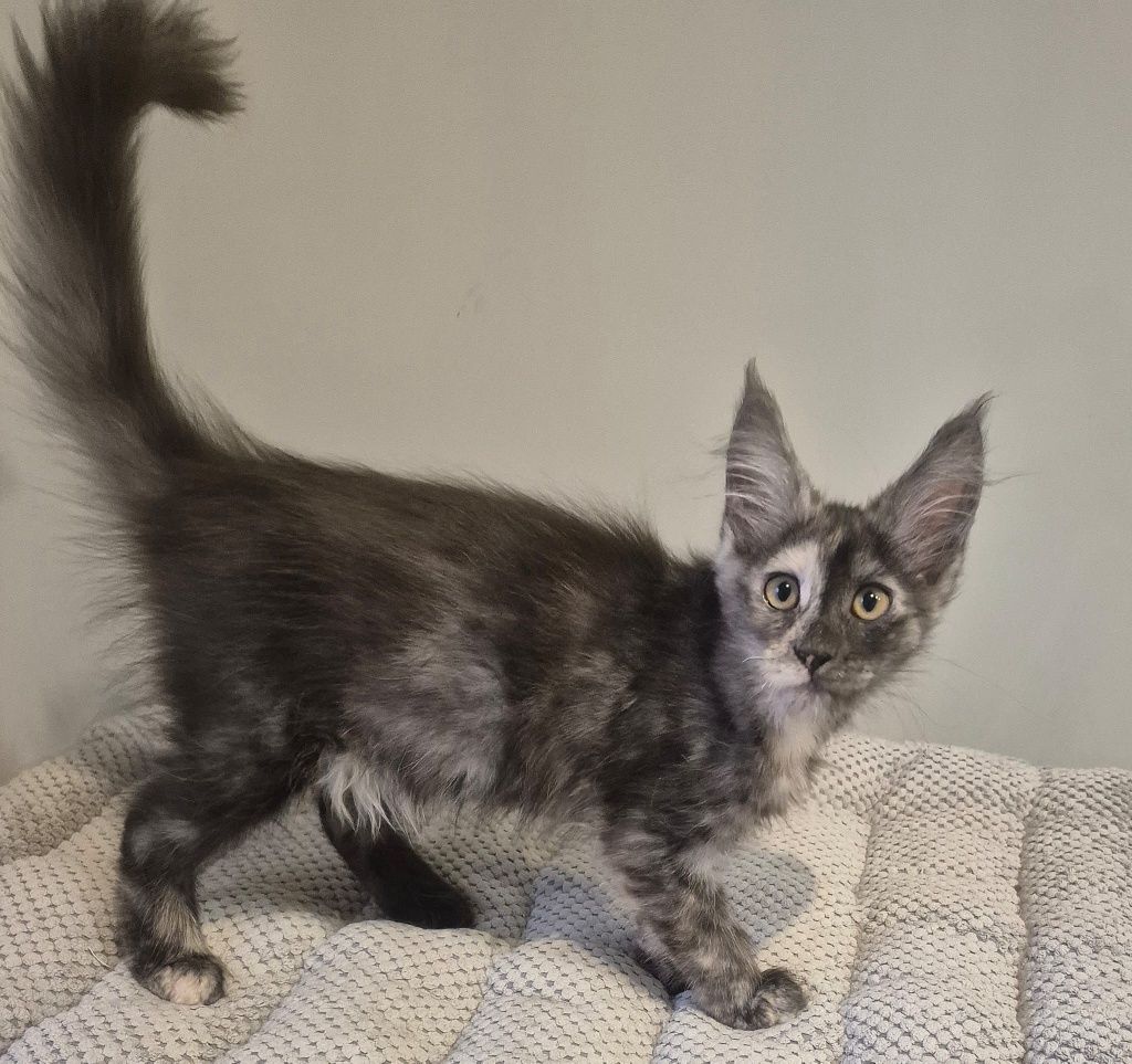 Koteczka Becia rasy Maine Coon!!!