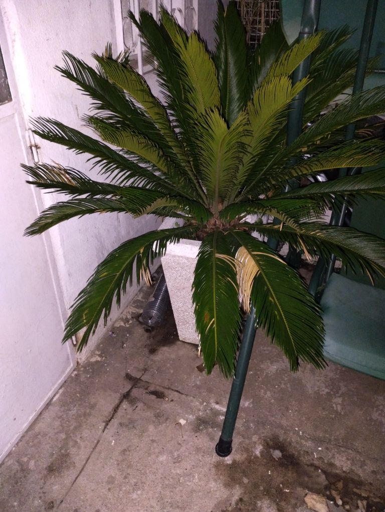 Palmeira de jardim