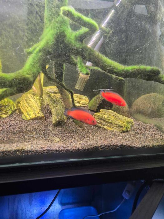 hemichromis exsul para