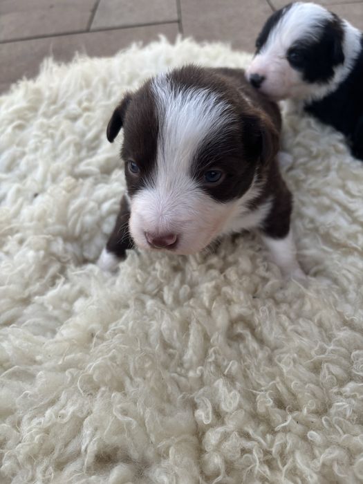 Szczeniak Border Collie
