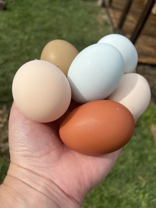 Кольорові інкубаційні яйця