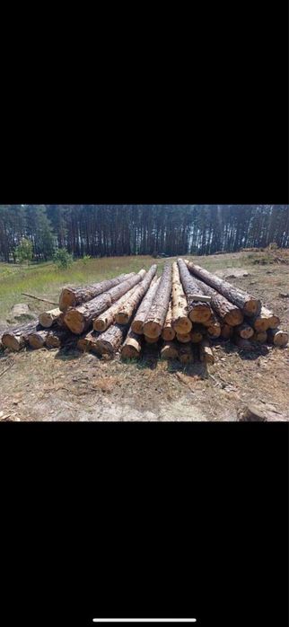 Лес Кругляк Сосна