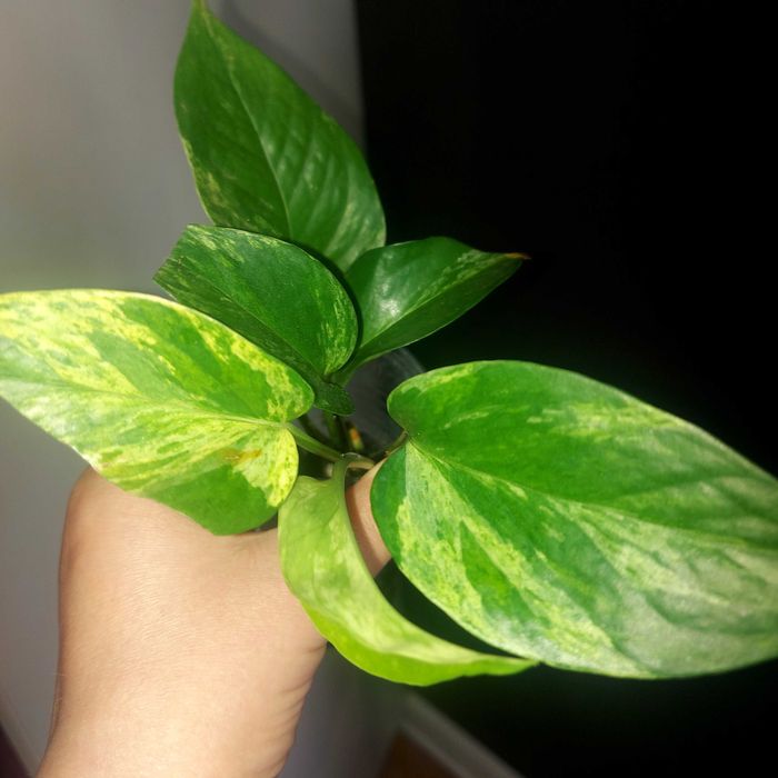 Epipremnum noid sadzonka