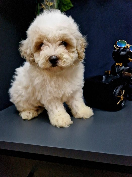 Maltipoo  piesio 2xszczepienia +czip iwyprawka