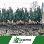 TujaCyprys Lawsona – piękno i elegancja w Twoim ogrodzie! 100-170 cm