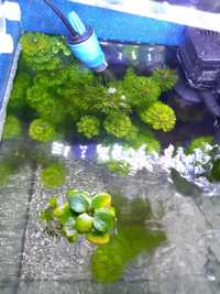 Plantas de aquario