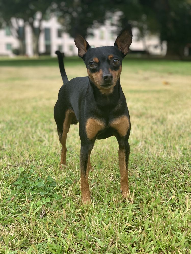 Procura-se Cadela Pinscher Miniatura para cruzar / acasalar