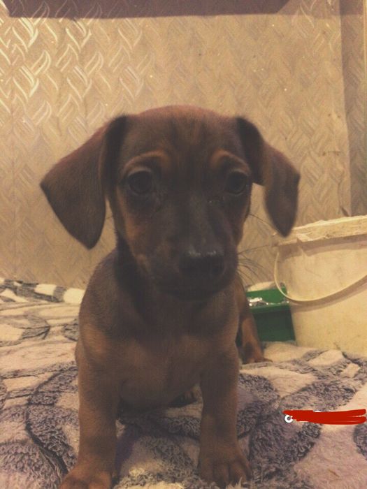 Отдадим щенка В ХОРОШЫЕ РУКИ!!