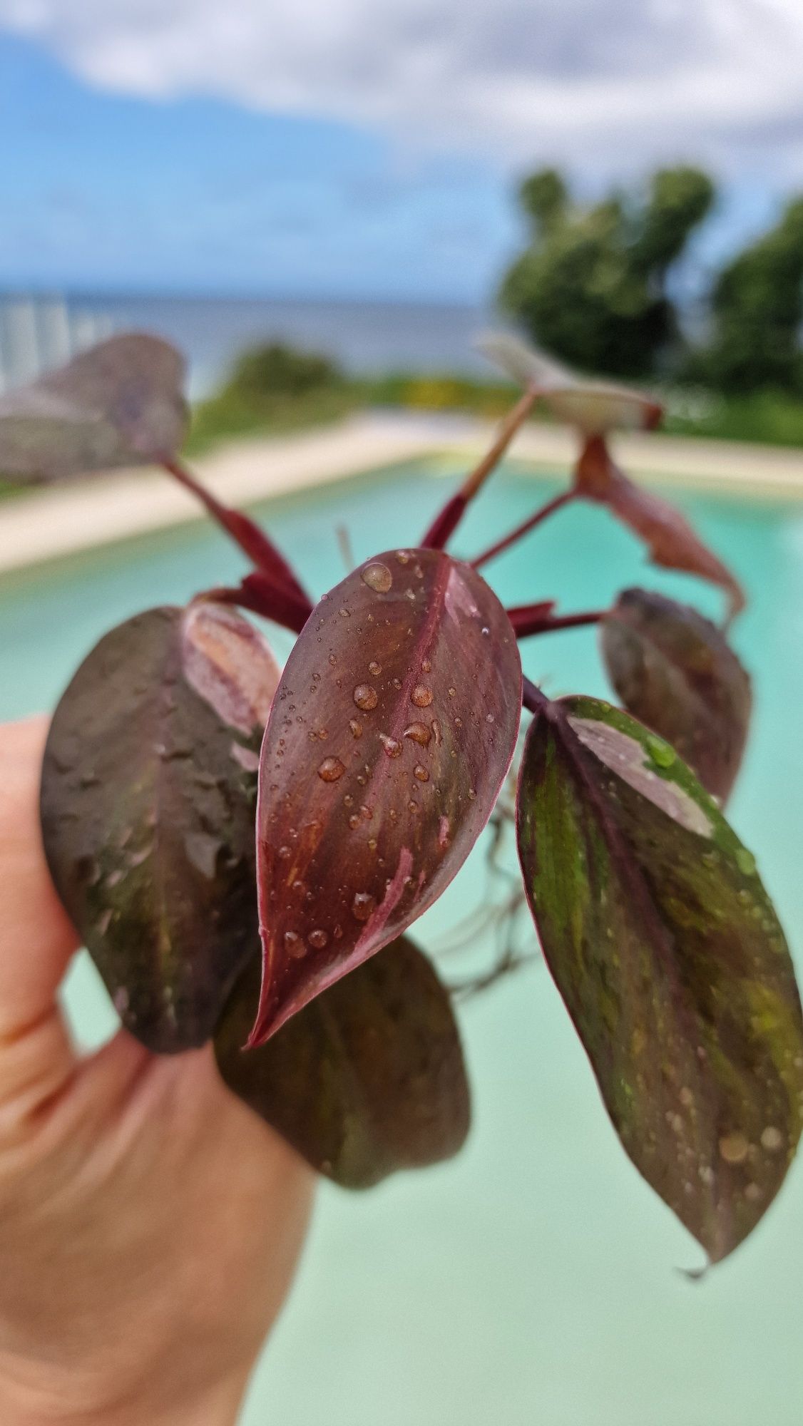 Philodendron red Anderson variegata
