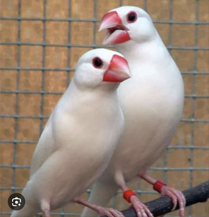 Vareas aves canoras .