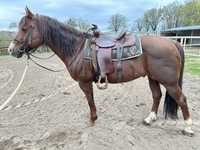 AQH American Quarter Horse stanówka ogier