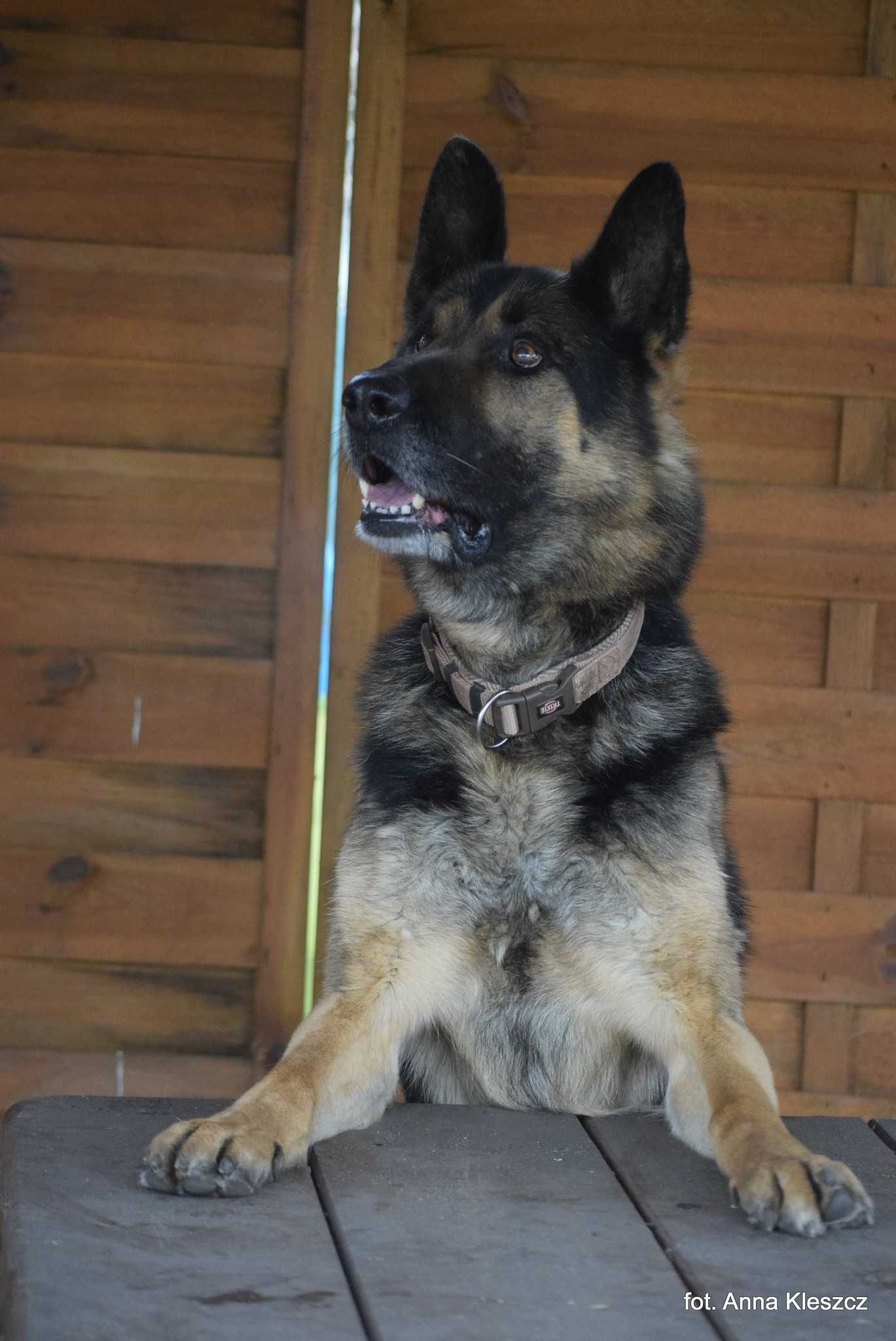 Astor 4-5 lat owczarek niemiecki gotowy do adopcji