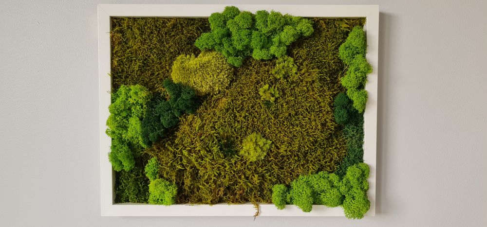 Dekoracja, obraz mech chrobotek