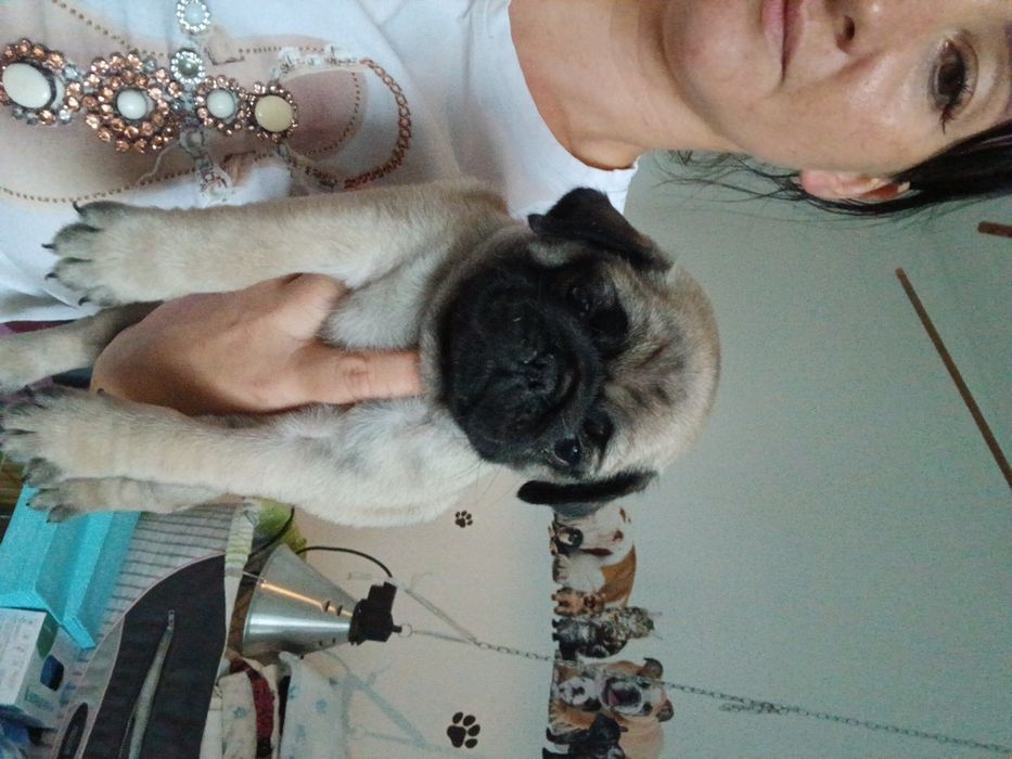 Mops mopsiczki  mopsy