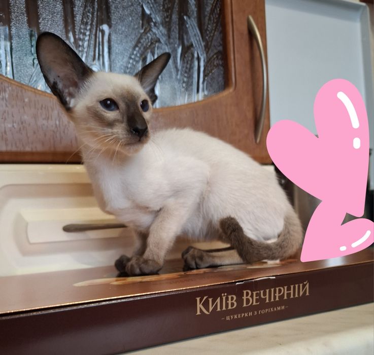 Голубоглазое счастье в ваш дом