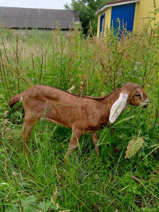 Два цапики 87.5% А-Н породи.