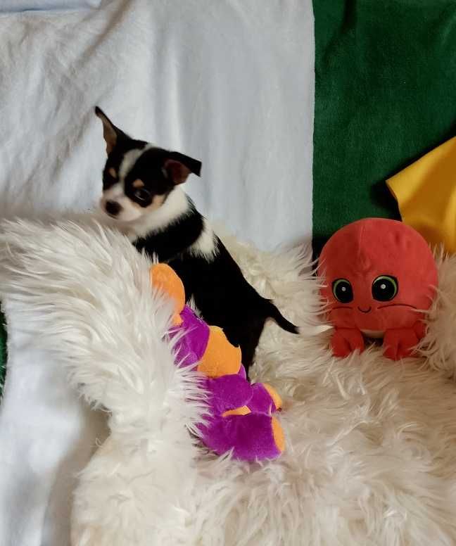 Chihuahua chłopiec