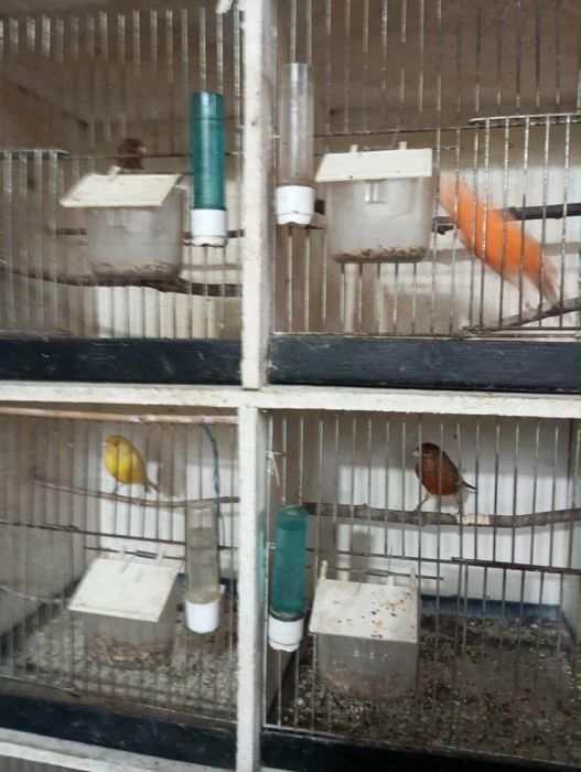 Ptaki kanarki różne