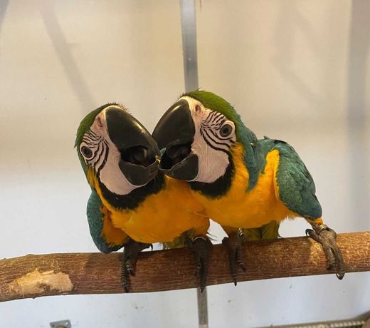Попугай Ара - ваш новый пернатый друг с красочными перьями