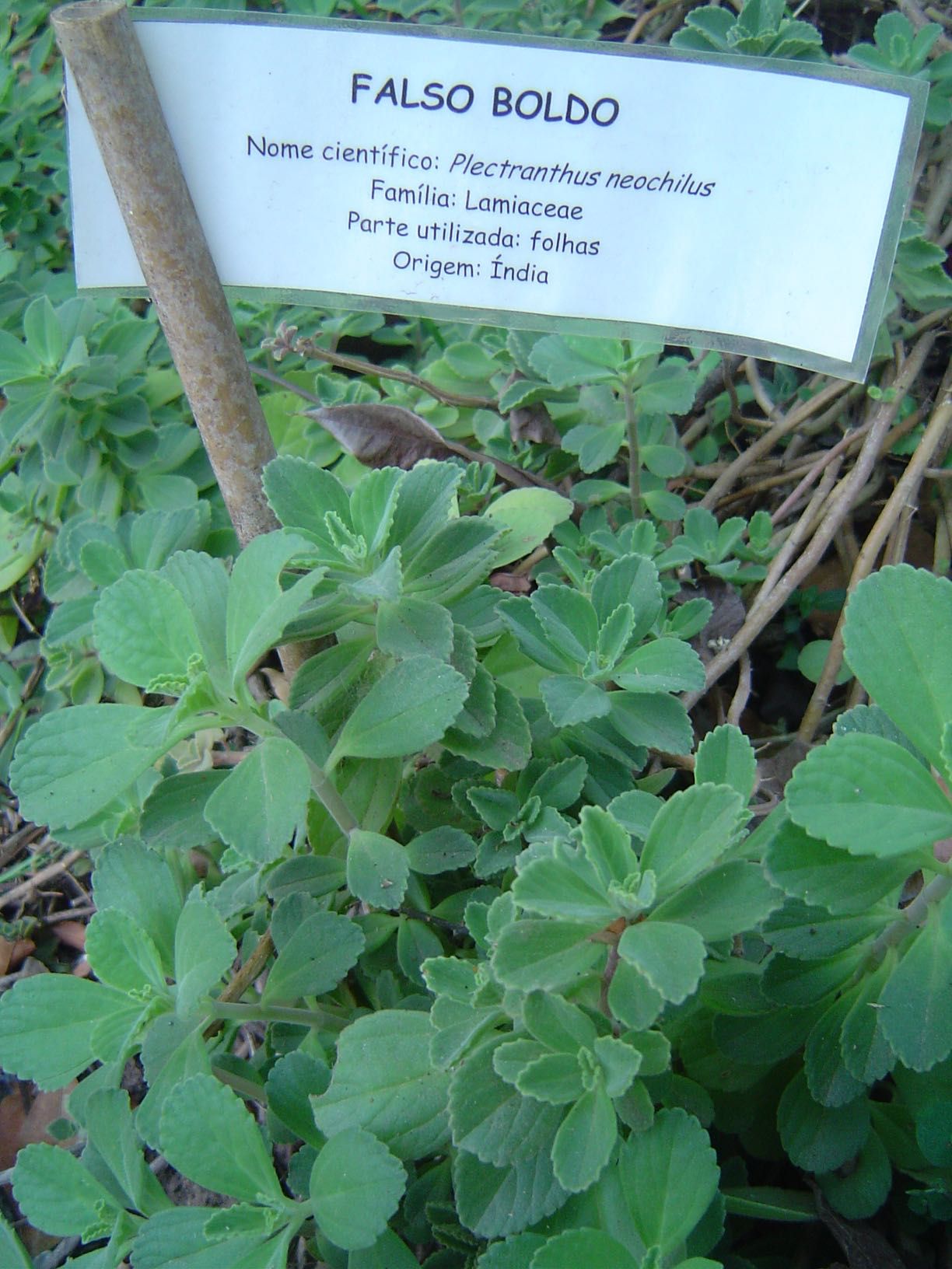 Falso-boldo (Plectranthus barbaria) produzido em modo ecológico