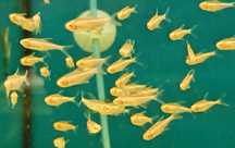 Neon czarny albinos gold Aquafizz Creative
